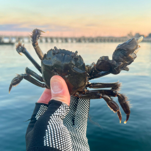 モクズガニの釣果