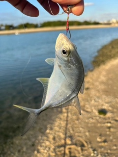 ガーラの釣果