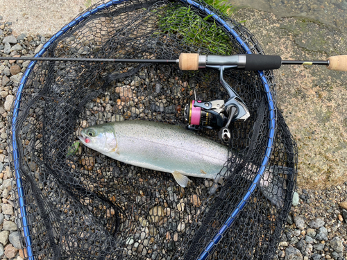 ニジマスの釣果