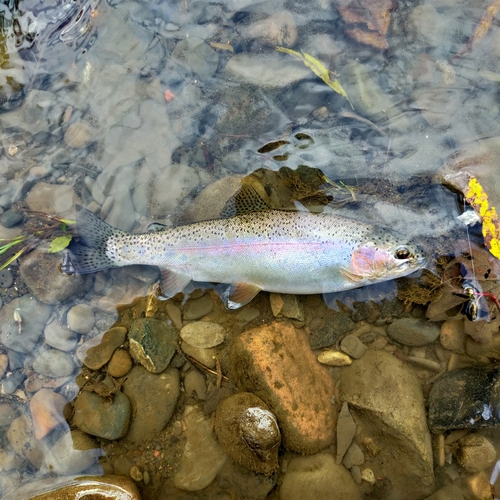 ニジマスの釣果