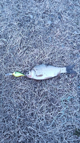 フナの釣果