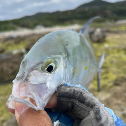 ナンヨウカイワリ