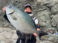 イスズミの釣果