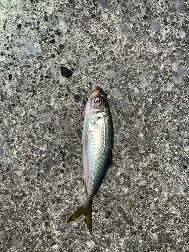 マアジの釣果