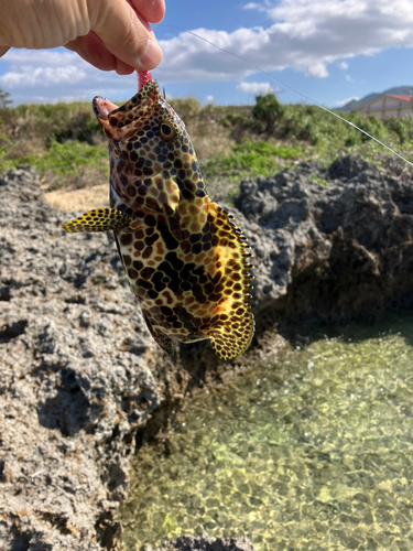 イシミーバイの釣果