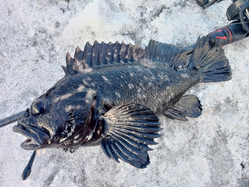 ハチガラの釣果