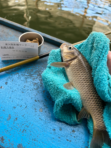 コイの釣果