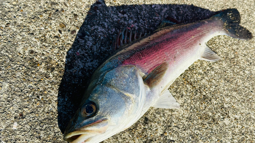 スズキの釣果