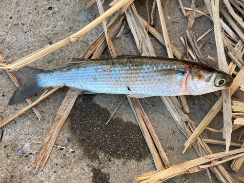 ボラの釣果