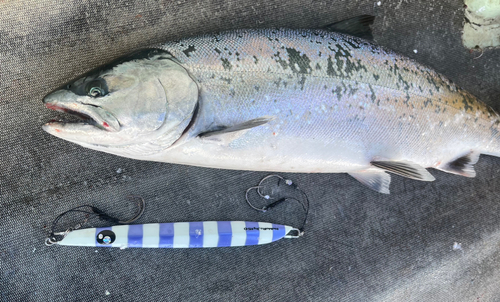 サクラマスの釣果