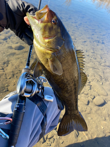 スモールマウスバスの釣果