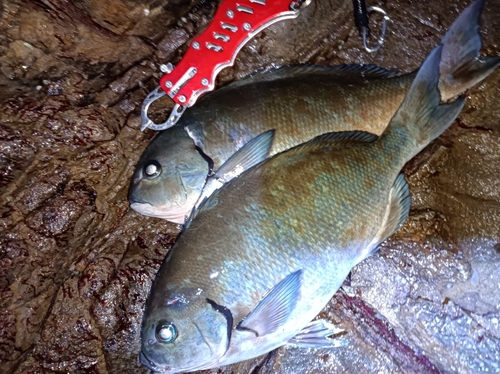 クロの釣果