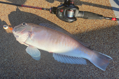 シロアマダイの釣果