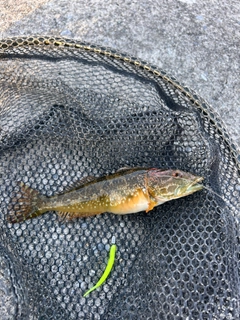 アナハゼの釣果