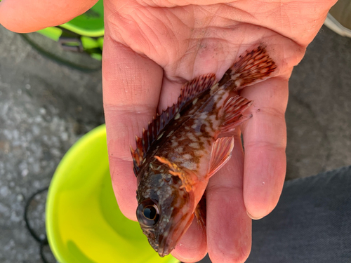 マアジの釣果