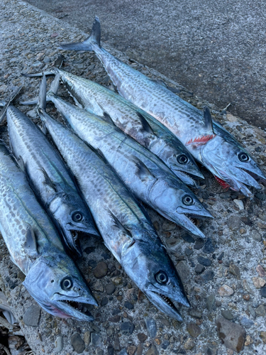 サゴシの釣果