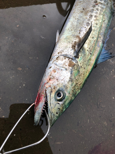 サゴシの釣果