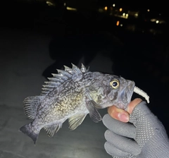 クロソイの釣果