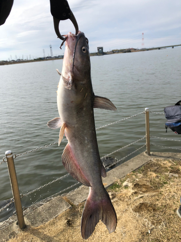 アメリカナマズの釣果