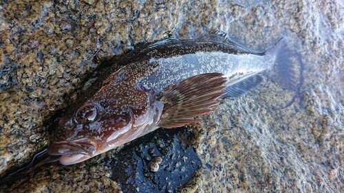 アイナメの釣果