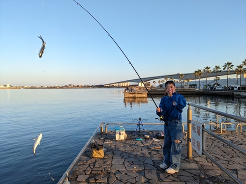 ボラの釣果