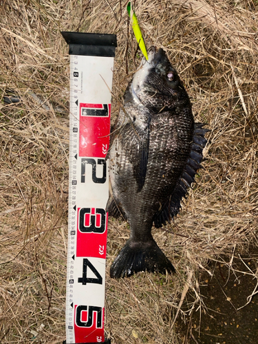 チヌの釣果