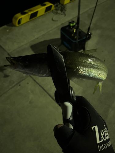 カマスの釣果