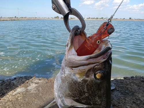 バラマンディの釣果