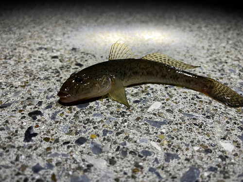 ハゼの釣果