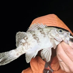 クロメバルの釣果