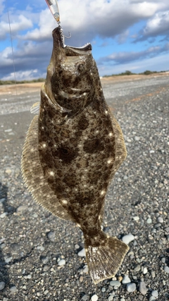 ヒラメの釣果