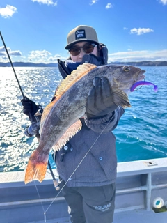 アイナメの釣果