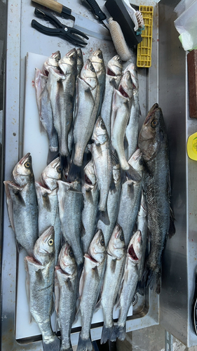 シーバスの釣果