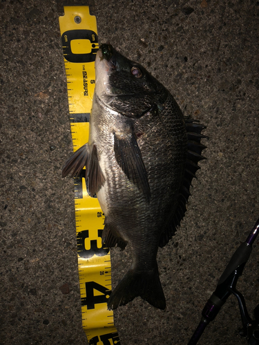 クロダイの釣果