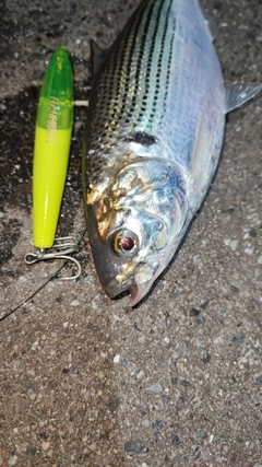 コノシロの釣果