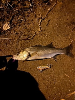 セイゴ（マルスズキ）の釣果