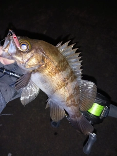 メバルの釣果