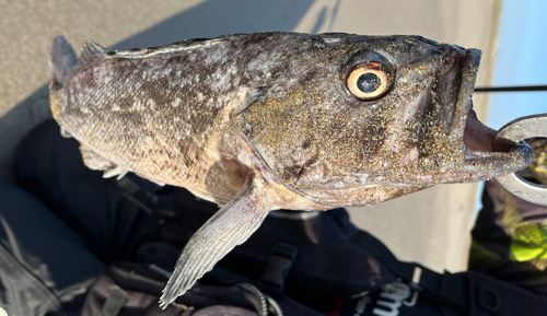 ホッケの釣果