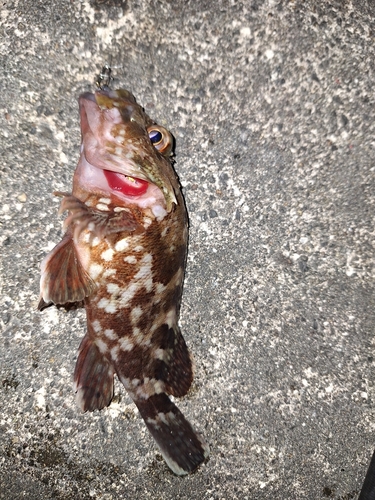 カサゴの釣果