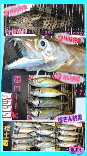 アジの釣果