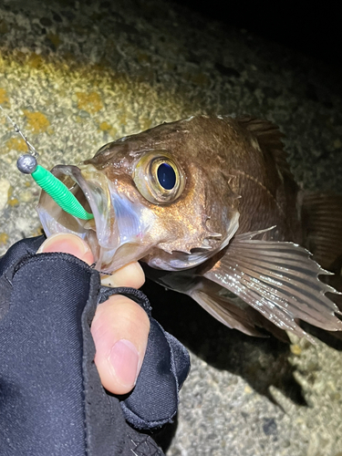 メバルの釣果