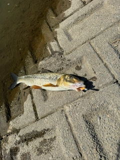 ニゴイの釣果