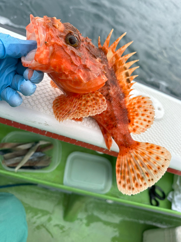 オニカサゴの釣果