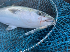 メジロの釣果