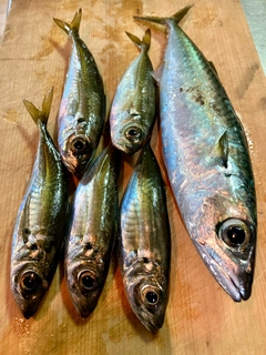 サバの釣果