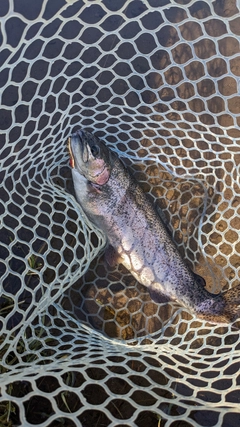 ニジマスの釣果