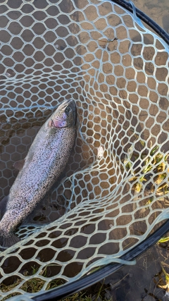 ニジマスの釣果