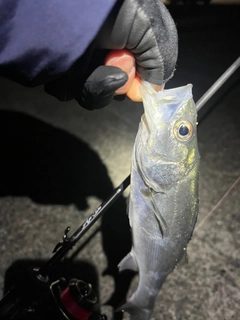 セイゴ（マルスズキ）の釣果