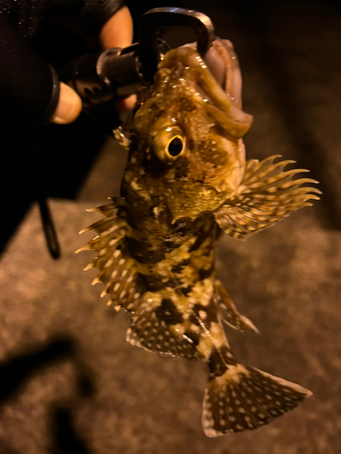 カサゴの釣果