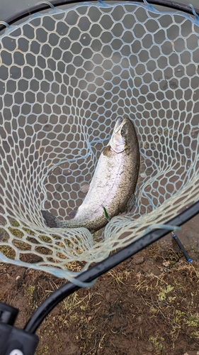 ニジマスの釣果